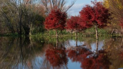Verdes, azules y los trinos de las aves atrapan y calman en el delta de Entre Ríos