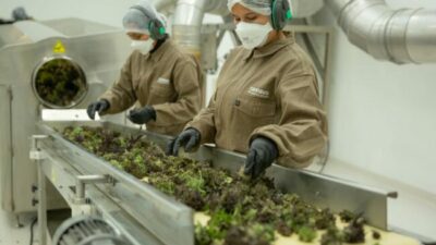 Jujuy: Anmat habilita la primera planta industrial de cannabis medicinal del país