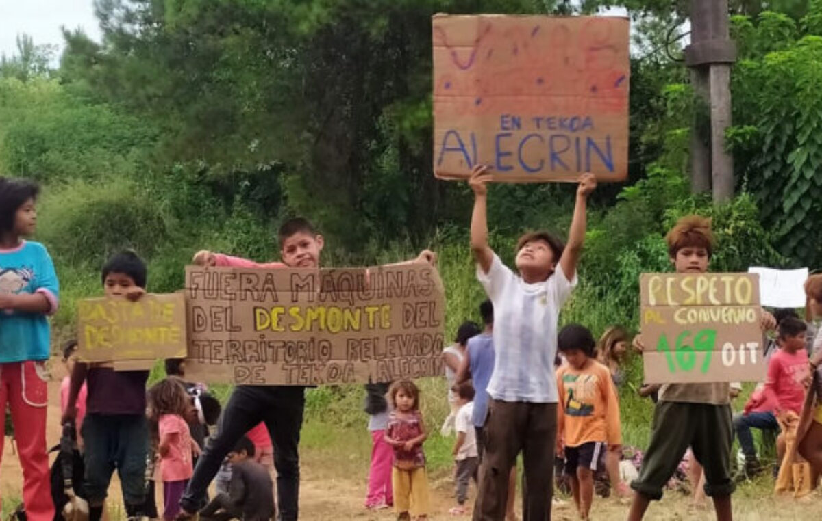 Misiones pierde más de 8.000 hectáreas de selva cada año