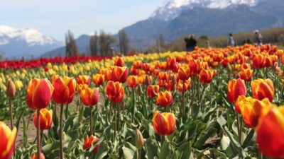 Comenzó la Temporada 2022 de los tulipanes en Trevelin
