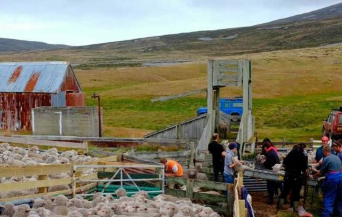 Radiografía demográfica de las Islas Malvinas: población envejecida y más diversidad cultural