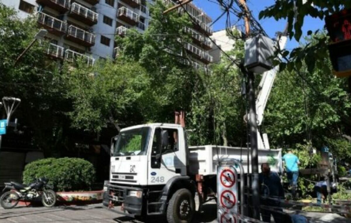 Hay alarma por falta de cuidado y el deterioro creciente del arbolado público de Mendoza