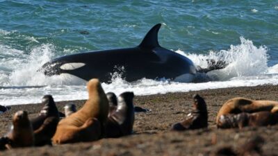 Arranca la temporada de orcas: dónde disfrutar de este espectáculo natural único