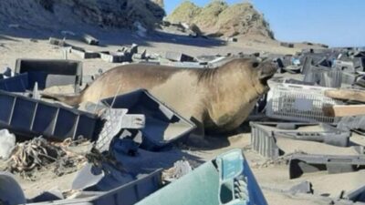 Península Valdés: un Patrimonio de la Humanidad tapado por el plástico