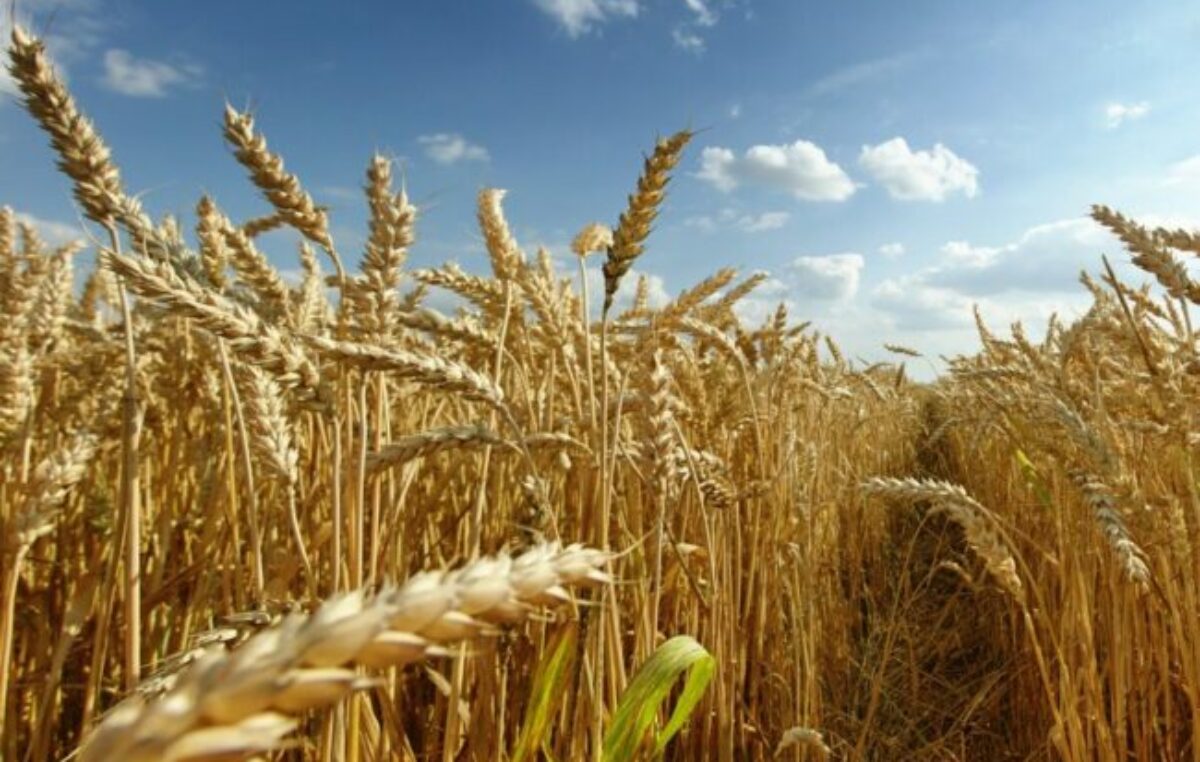 Los alimentos se abaratan en el mundo, pero empujan la inflación local