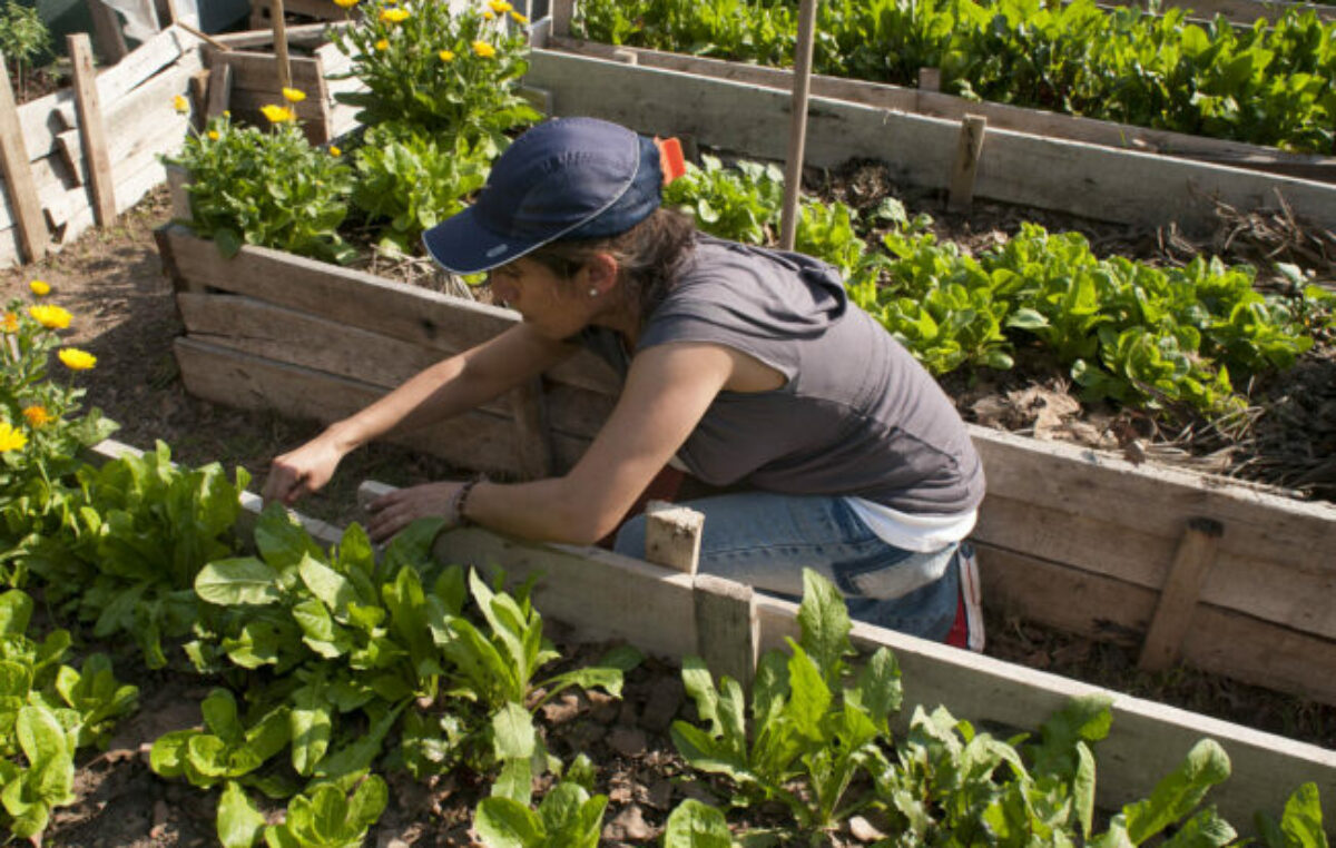 Así funciona el programa “La Huerta en tu Hogar” en San Francisco
