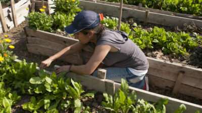 Así funciona el programa “La Huerta en tu Hogar” en San Francisco
