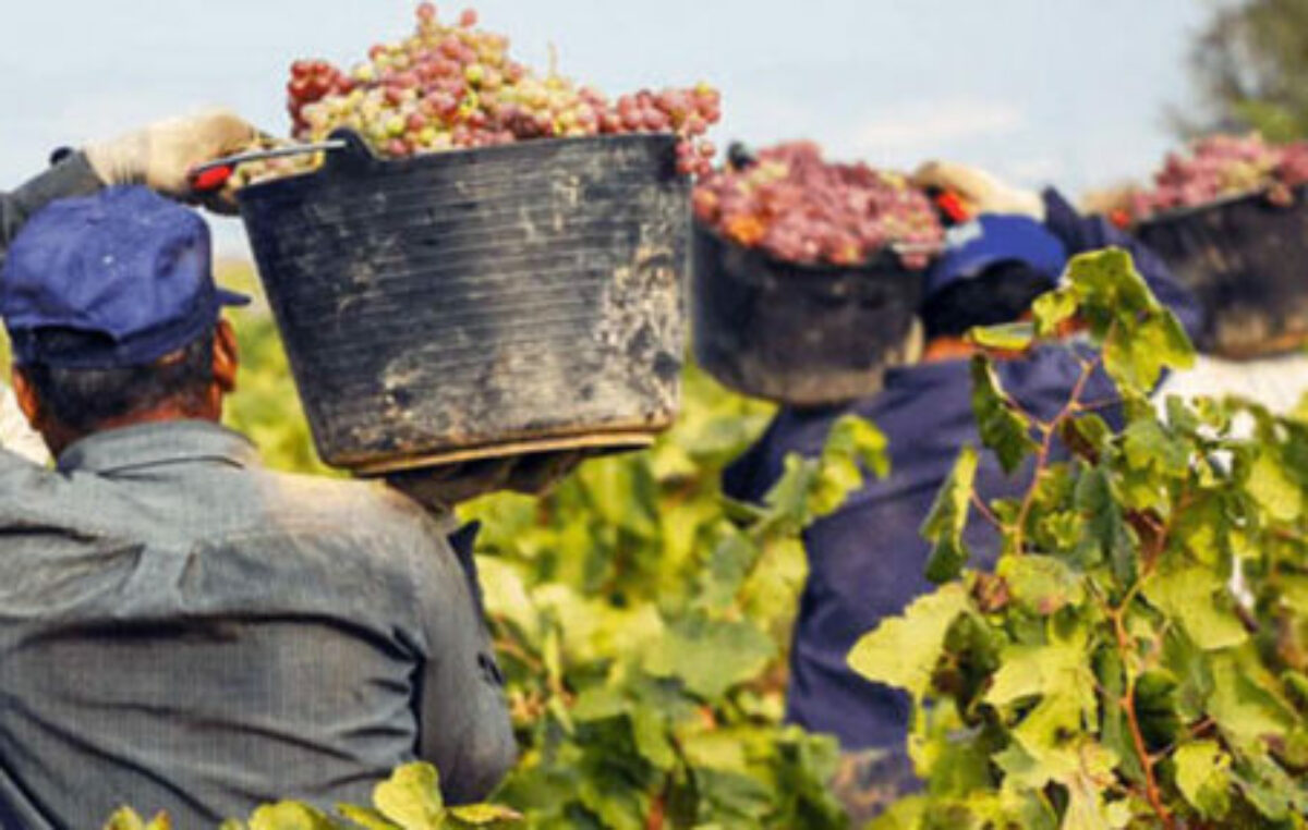 Mendoza: Trabajadores de viñas van a paritarias en un contexto de inflación y contingencias climáticas