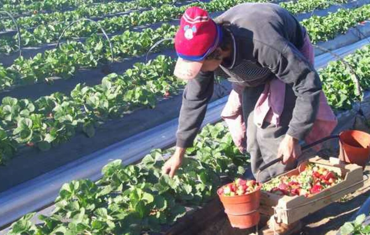 Le dieron la bienvenida a la cosecha 102 de frutillas de Coronda