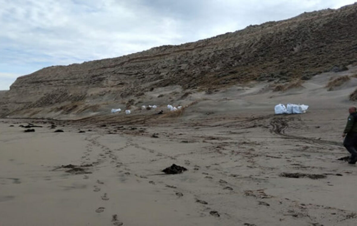 Ya recolectaron 400 cajones de pesca en Península Valdés
