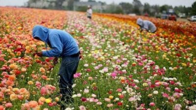 Cómo el país más rico del mundo está flexibilizando las leyes contra el trabajo infantil