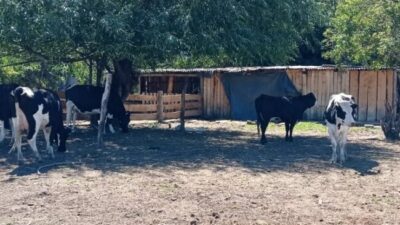 Trevelin adquirirá ordeñadoras portátiles para potenciar la producción