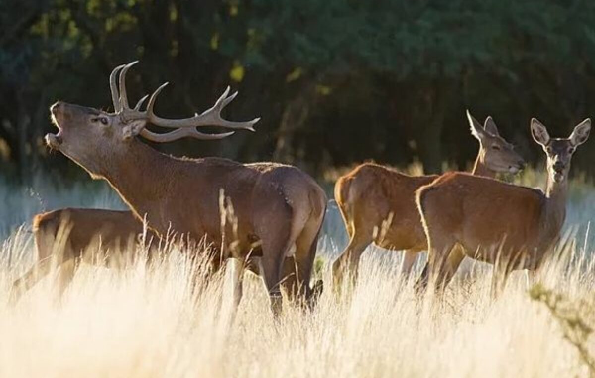 Naturaleza, historia y gastronomía, los atractivos de la Reserva Natural Parque Luro