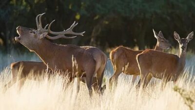 Naturaleza, historia y gastronomía, los atractivos de la Reserva Natural Parque Luro