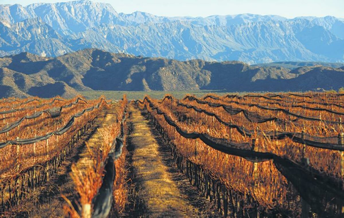 Los caminos del vino en La Rioja