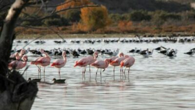 Trelew impulsa un plan de desarrollo turístico del sistema lagunar