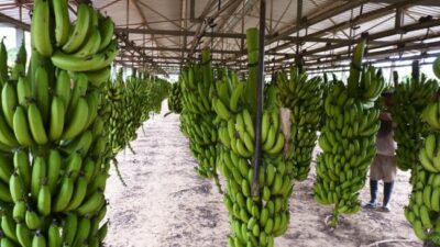 Se relevaron más de 3 mil hectáreas productoras de fruta tropical en Salta