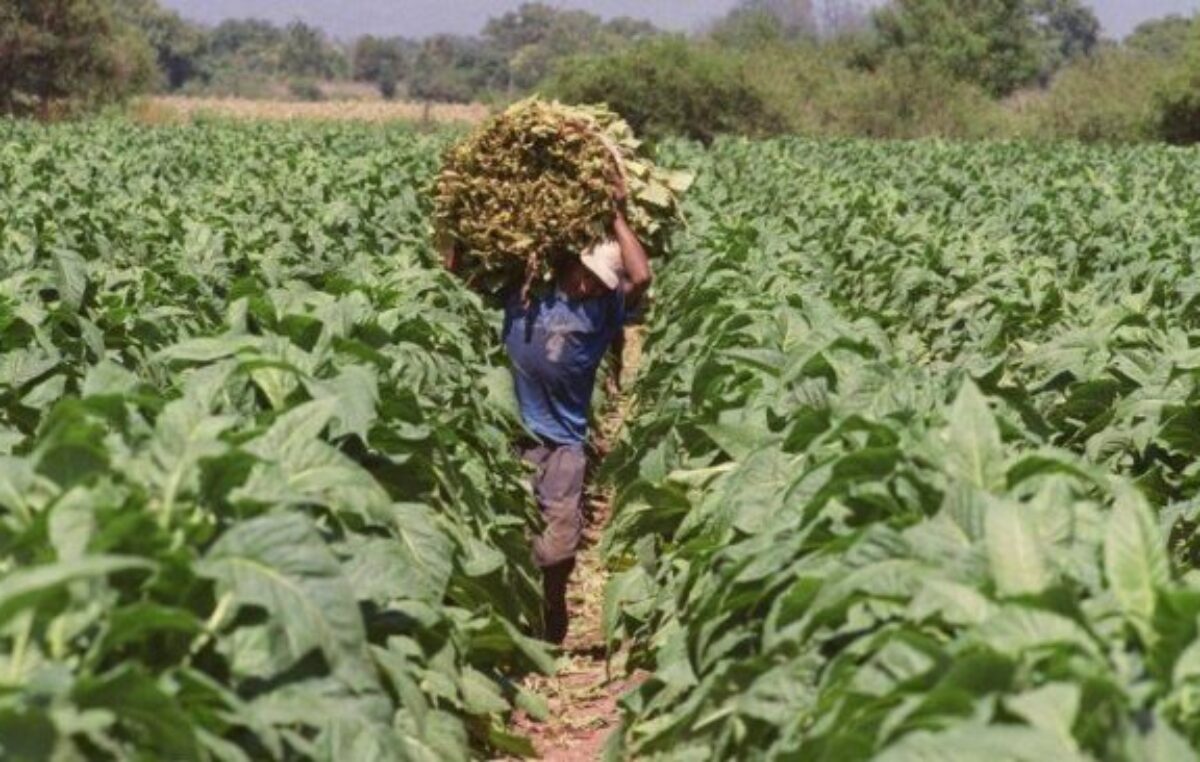 Por una medida del gobierno nacional, tabacaleros salteños recuperan ganancias en un 25%