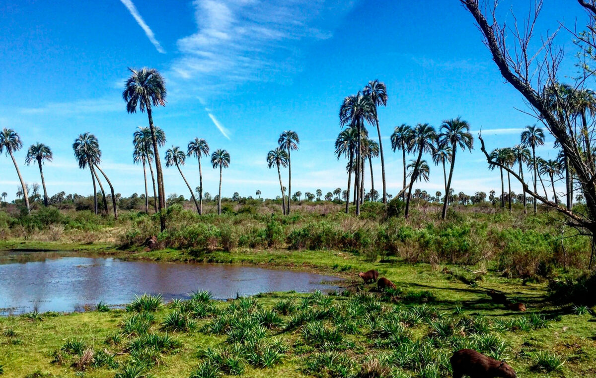 Parque Nacional El Palmar: un tesoro de Argentina, refugio de historia y naturaleza