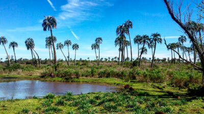 Parque Nacional El Palmar: un tesoro de Argentina, refugio de historia y naturaleza