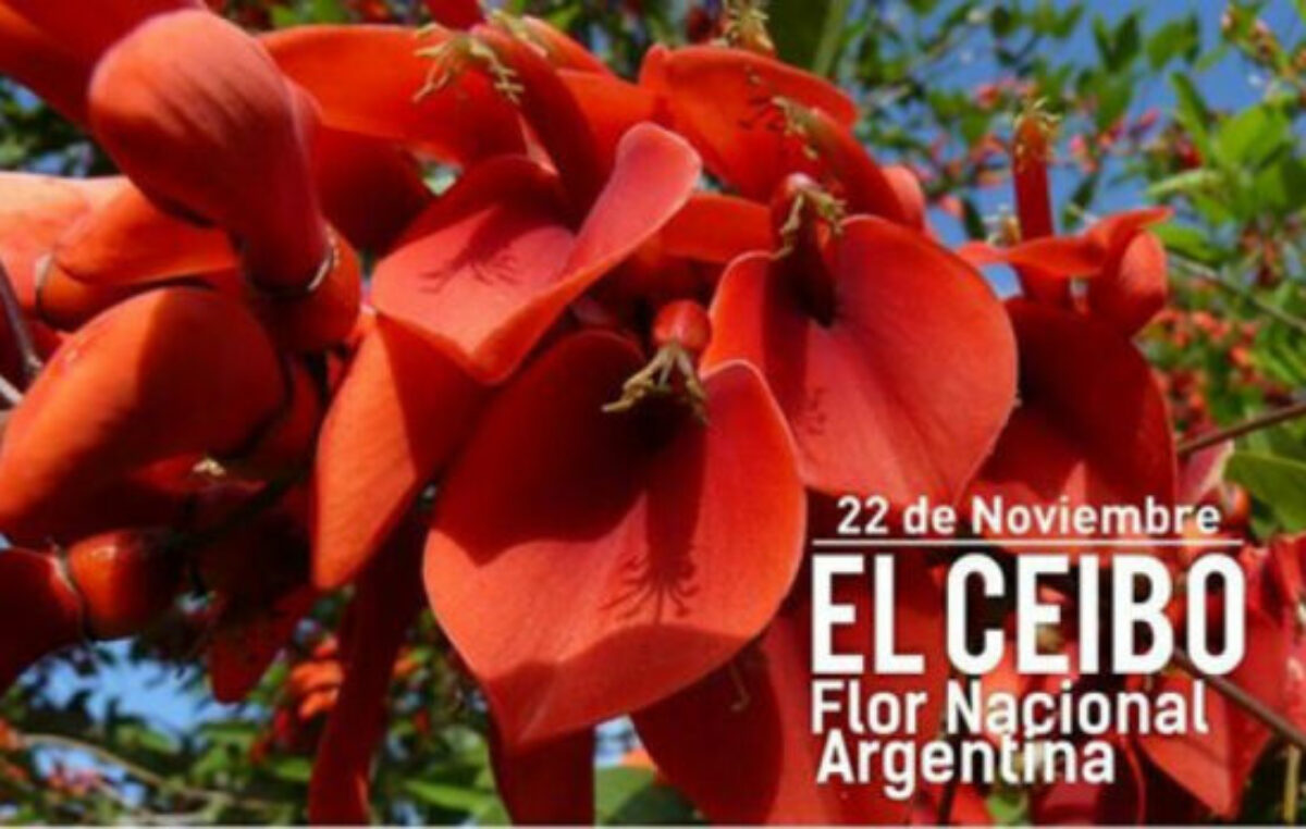 Día de la Flor Nacional: por qué se eligió el ceibo