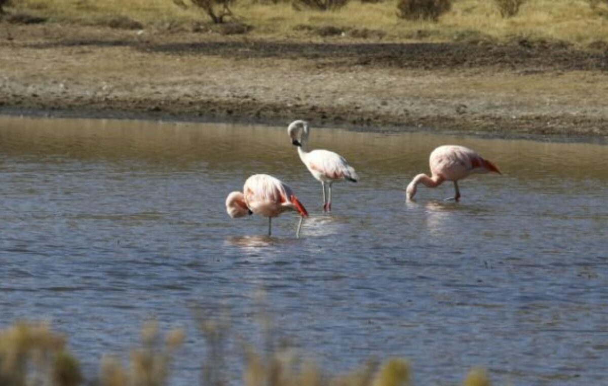Entre Ríos: 360.000 hectáreas de humedales e islas sobre el río Paraná serán preservadas y cuidadas