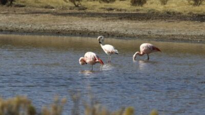 Entre Ríos: 360.000 hectáreas de humedales e islas sobre el río Paraná serán preservadas y cuidadas