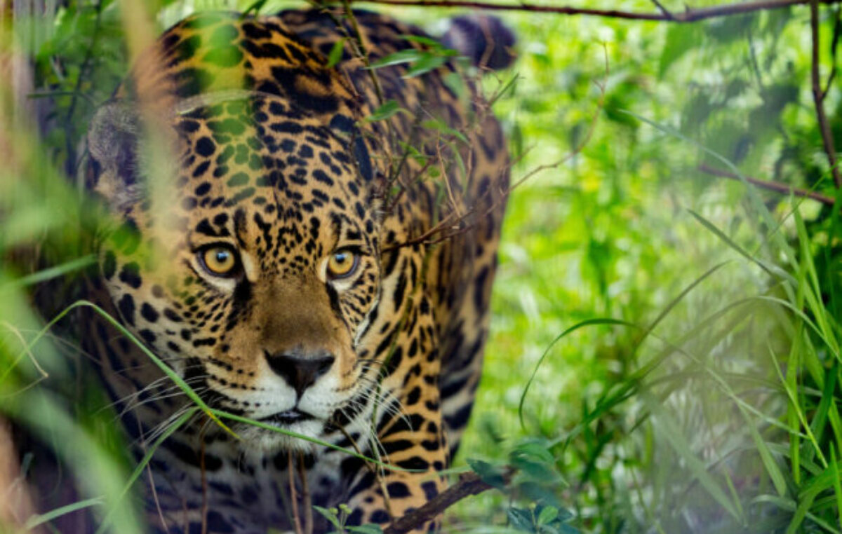 La destrucción de su hábitat empuja al yaguareté hacia la extinción