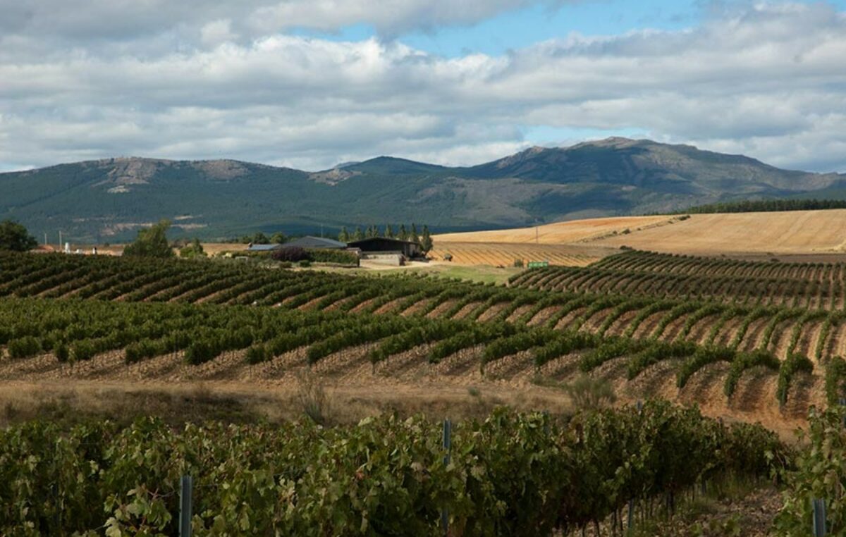 Descubrí «El Camino del Vino», una experiencia única para este verano