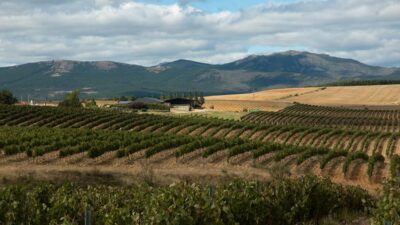 Descubrí «El Camino del Vino», una experiencia única para este verano