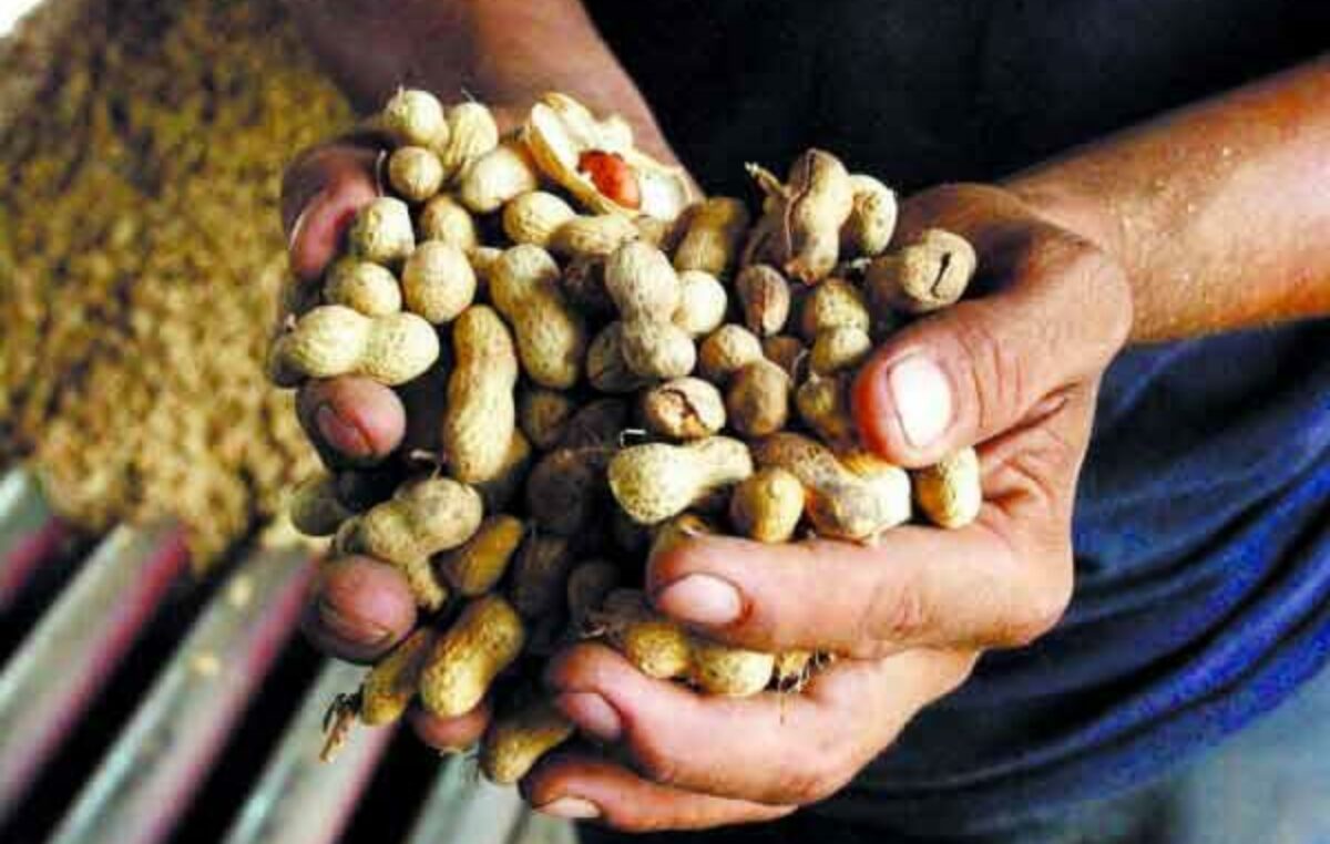 Cítricos, maní, avícolas y pesca piden no estar comprendidos en la suba de retenciones