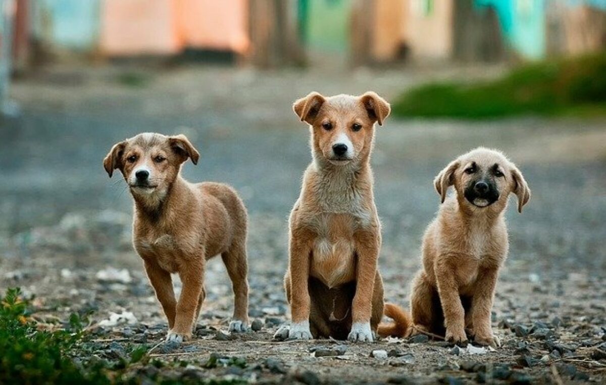 Una ciudad italiana imita a Funes y reduce impuestos a quienes adopten animales abandonados