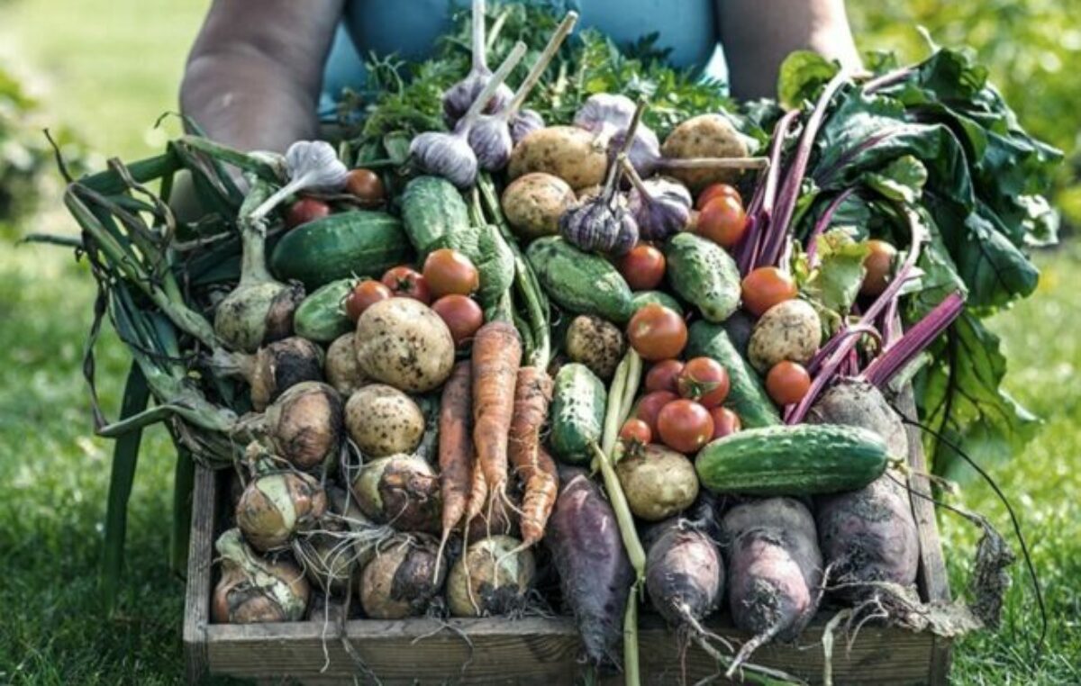 Reprimarización, extranjerización y concentración: ¿cómo impacta la ley ómnibus en el sector agrario? 