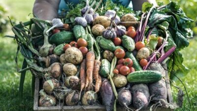 Reprimarización, extranjerización y concentración: ¿cómo impacta la ley ómnibus en el sector agrario? 