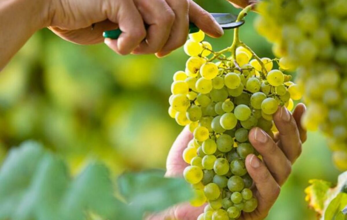Las bodegas de Salta realizarán distintas actividades para disfrutar de la vendimia