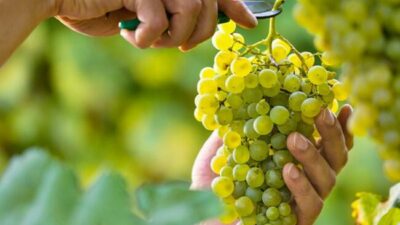 Las bodegas de Salta realizarán distintas actividades para disfrutar de la vendimia
