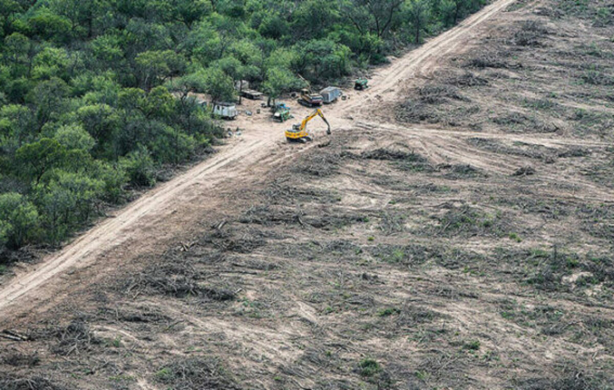 En los últimos 25 años, en Argentina se deforestó el equivalente a una provincia