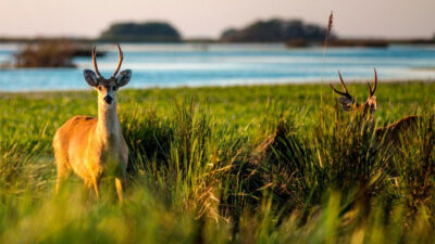 Un recorrido asombroso a una isla perdida del Norte argentino con selva, playas y lagunas