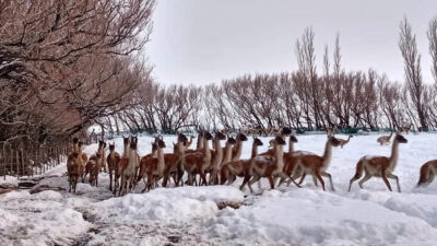 Invierno en Patagonia y la resiliencia de la fauna