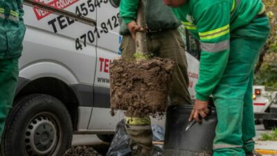 Arrancó el plan de reforestación en CABA: cuántos nuevos árboles se plantarán