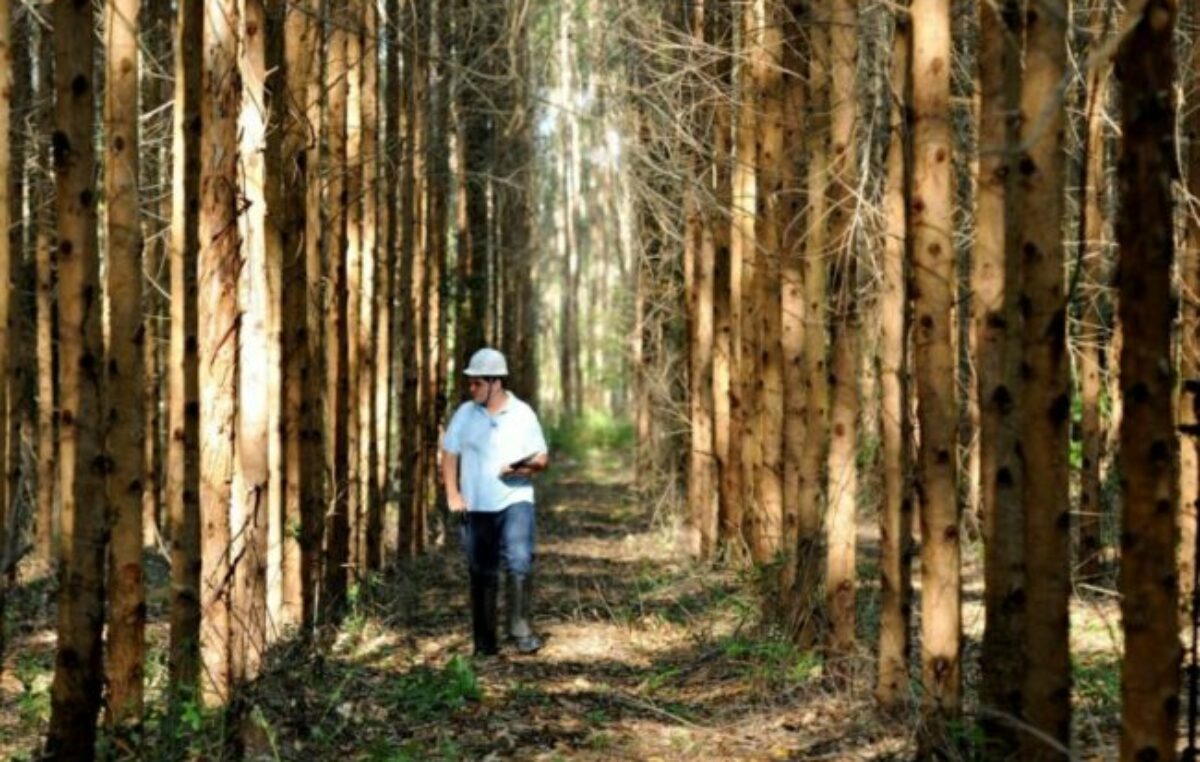 Brasil: El sector forestal enfrenta una creciente dificultad en la región: la escasez de mano de obra calificada