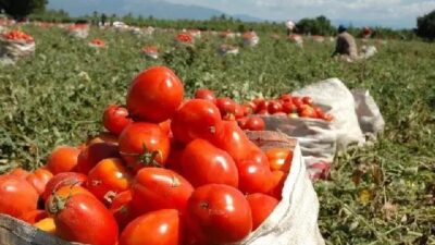 Mendoza: ajuste e improvisación de un Gobierno que carece de un programa de desarrollo rural
