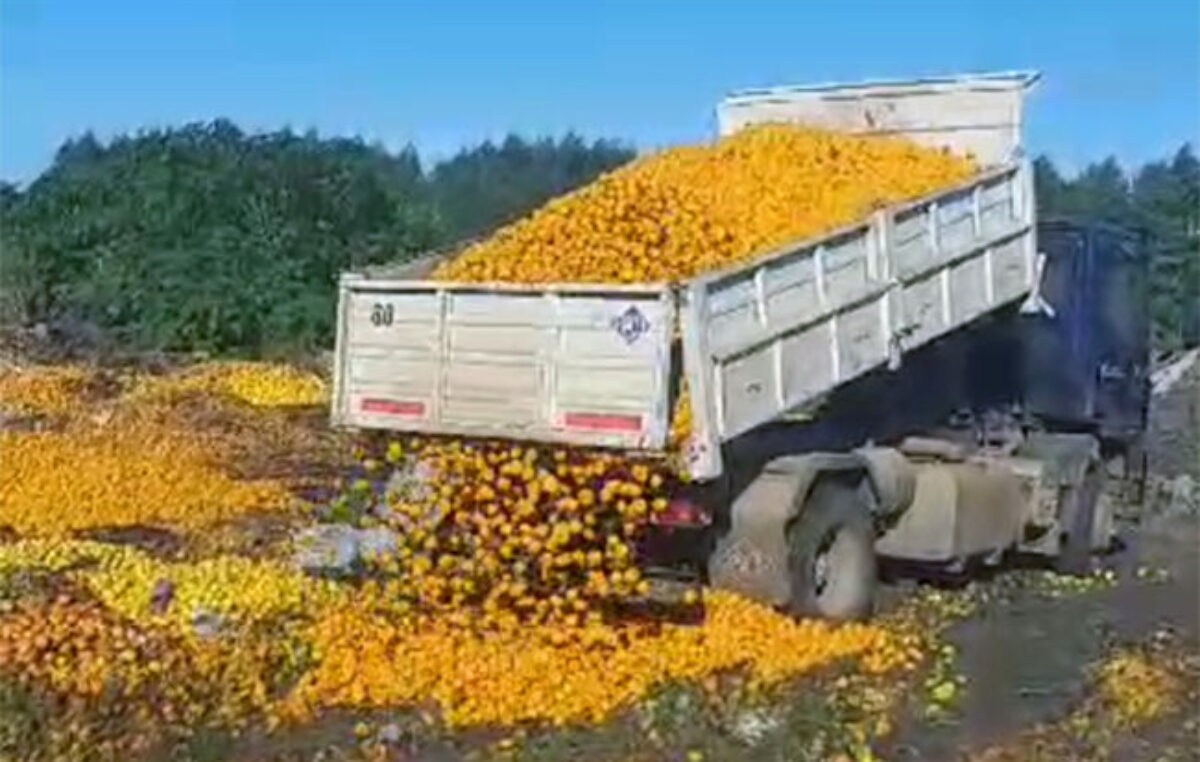 Ni para jugo: los consumidores no tienen plata para comprar y en Entre Ríos están tirando mandarinas