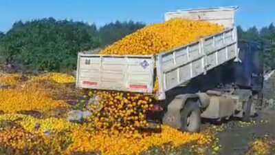 Ni para jugo: los consumidores no tienen plata para comprar y en Entre Ríos están tirando mandarinas