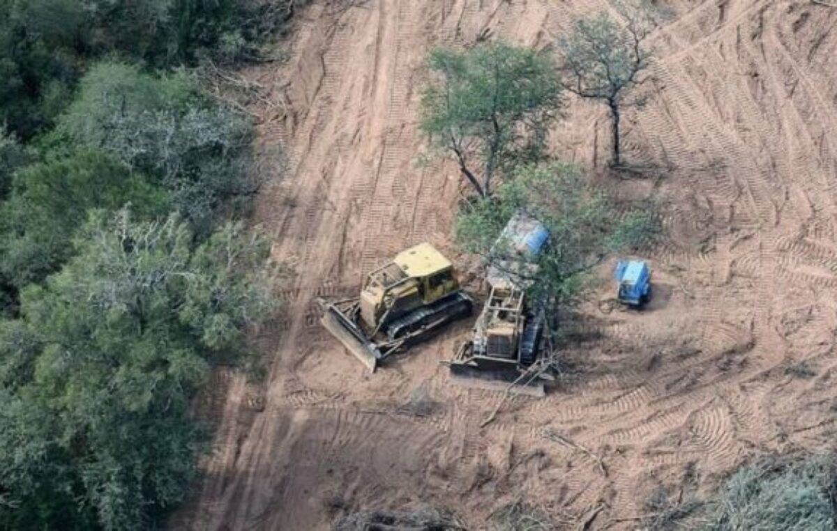 Un informe reveló que se desforestó un área equivalente a tres veces CABA en el norte argentino