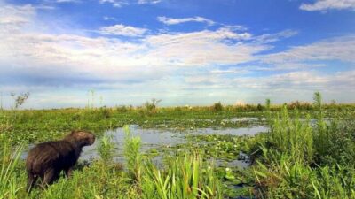 Proponen que el agua y los humedales tengan personería jurídica en la nueva Constitución provincial santafesina
