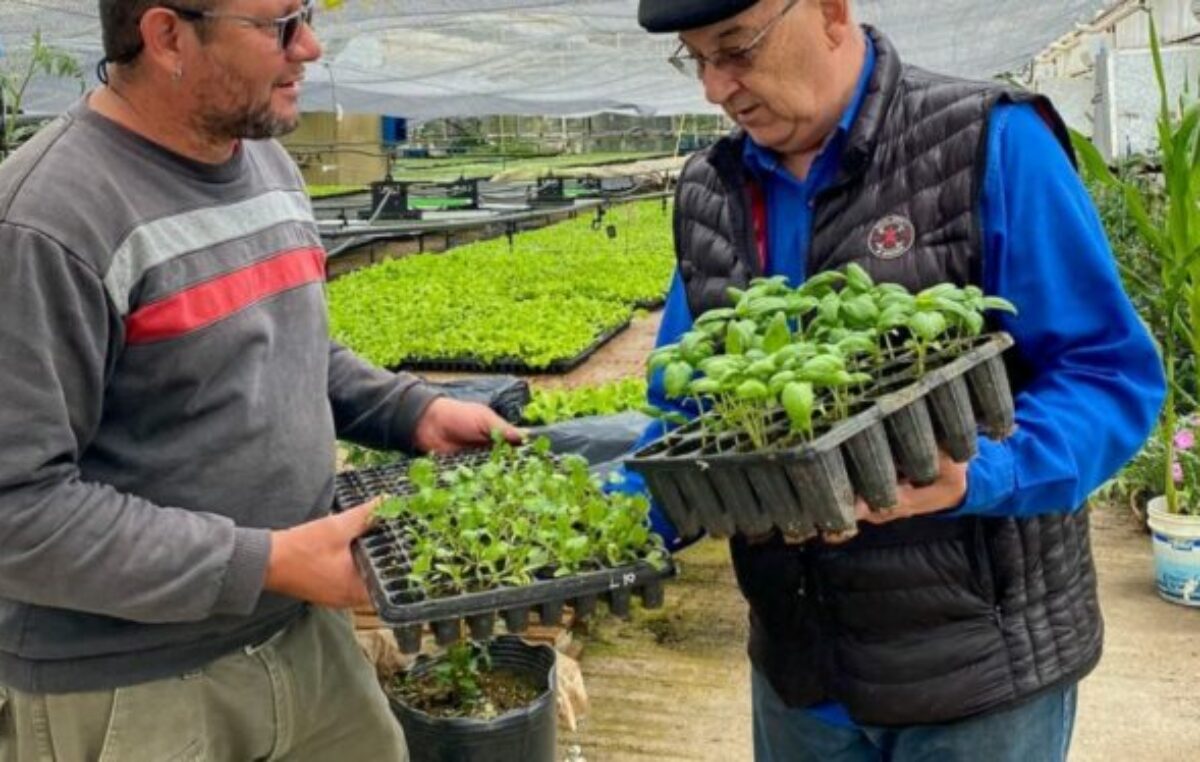 Río Grande repartirá casi dos millones de plantines de verduras para esta temporada