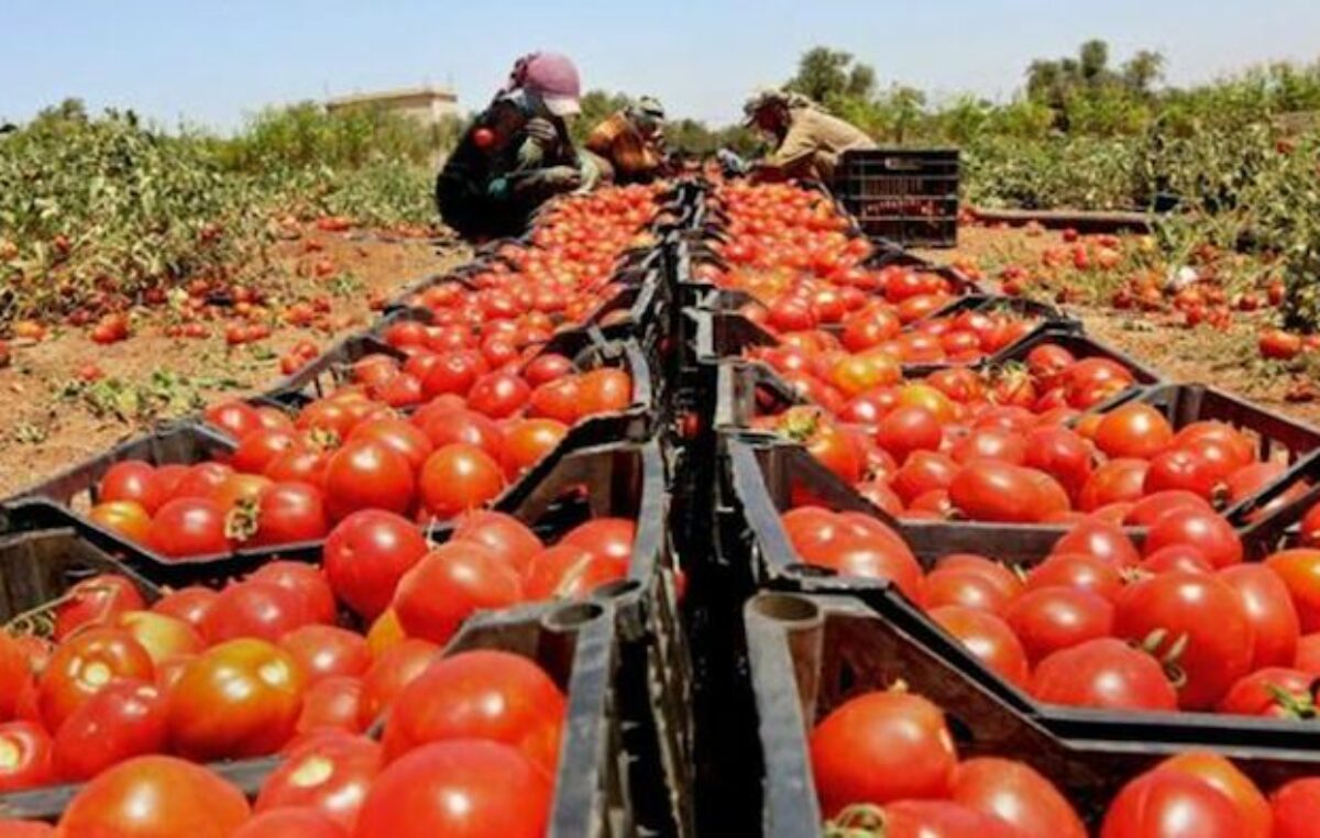 Mendoza: Desaparecen 10.000 productores de tomate y se aleja el autoabastecimiento