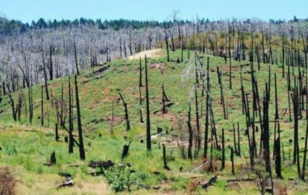 Los incendios abren camino a especies invasoras, a suelos degradados y a una nueva dinámica ecológica