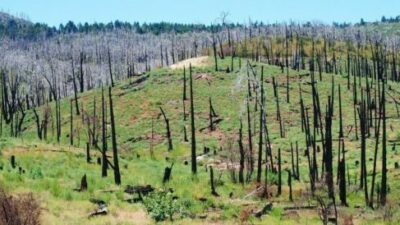 Los incendios abren camino a especies invasoras, a suelos degradados y a una nueva dinámica ecológica